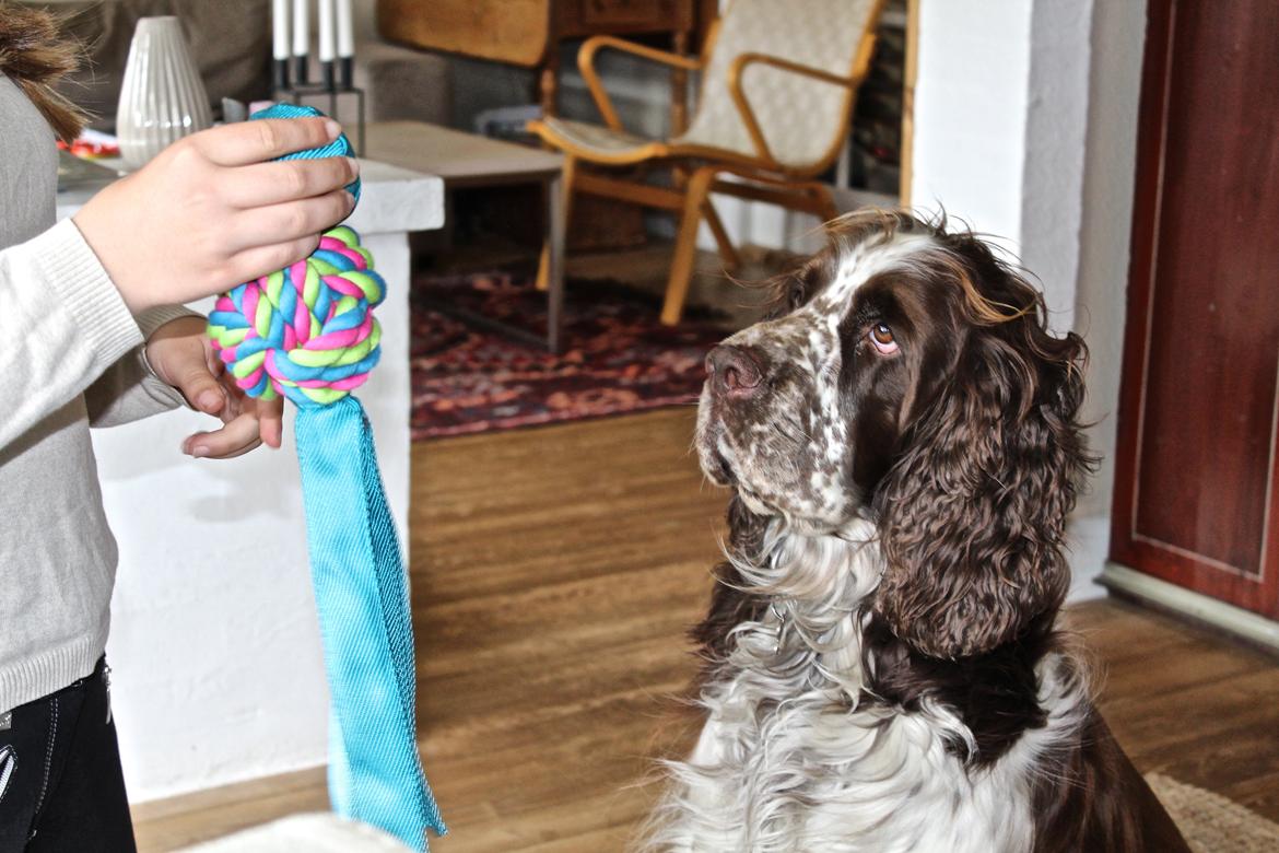 Engelsk springer spaniel Baloo *R.I.P* billede 1