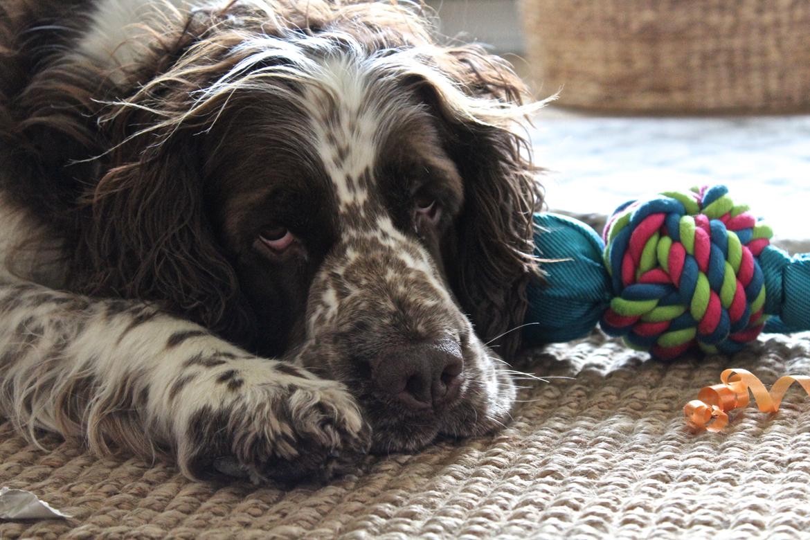 Engelsk springer spaniel Baloo *R.I.P* billede 4