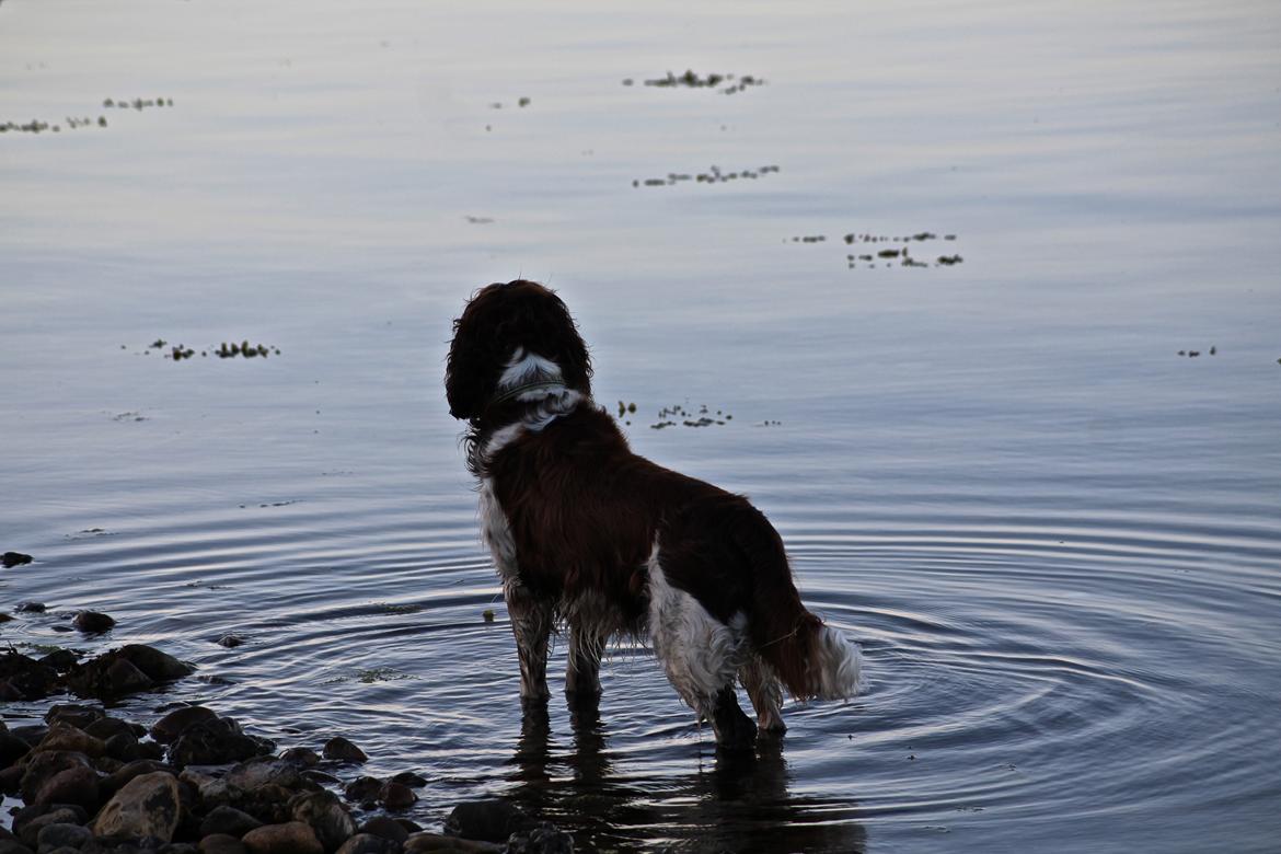 Engelsk springer spaniel Baloo *R.I.P* billede 2