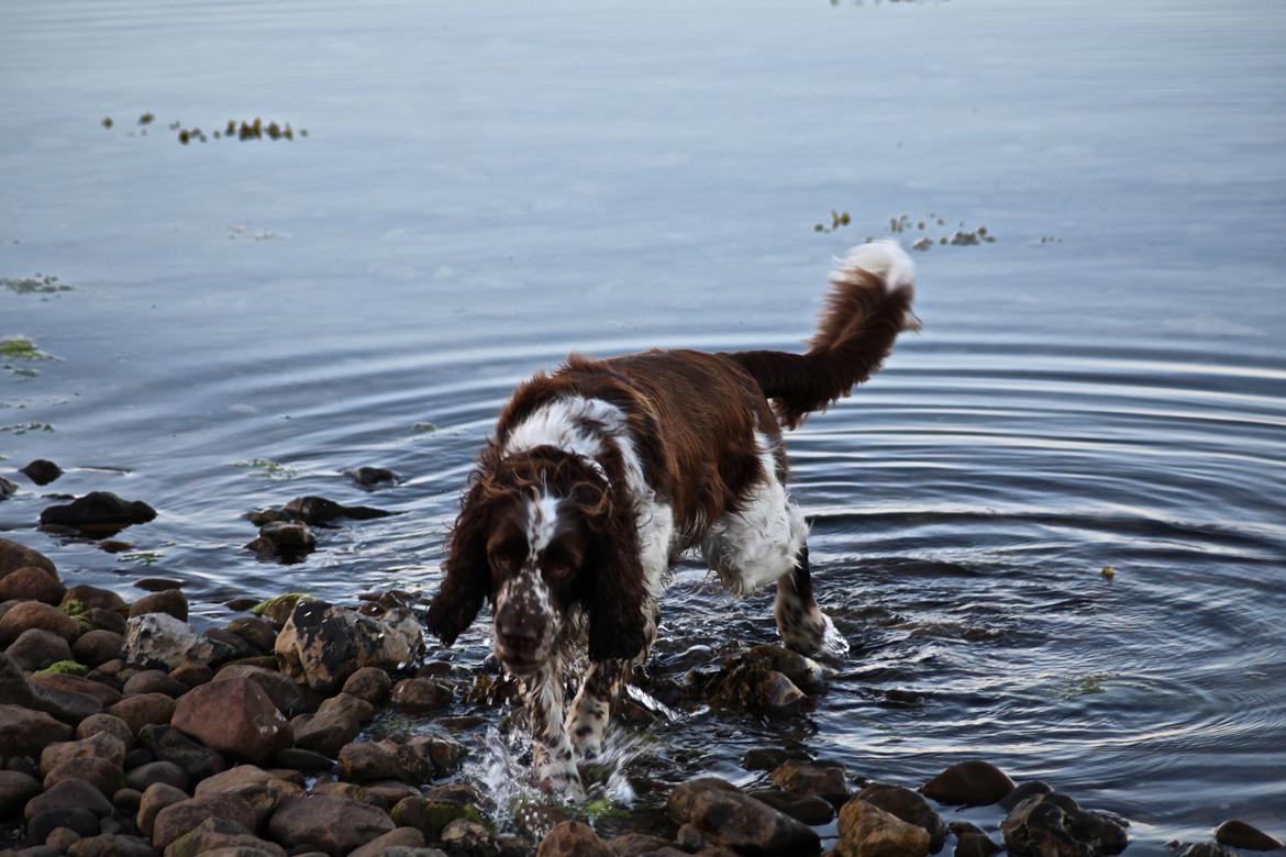 Engelsk springer spaniel Baloo *R.I.P* billede 7