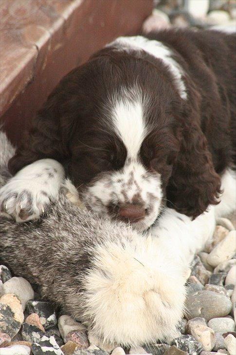 Engelsk springer spaniel Baloo *R.I.P* billede 14