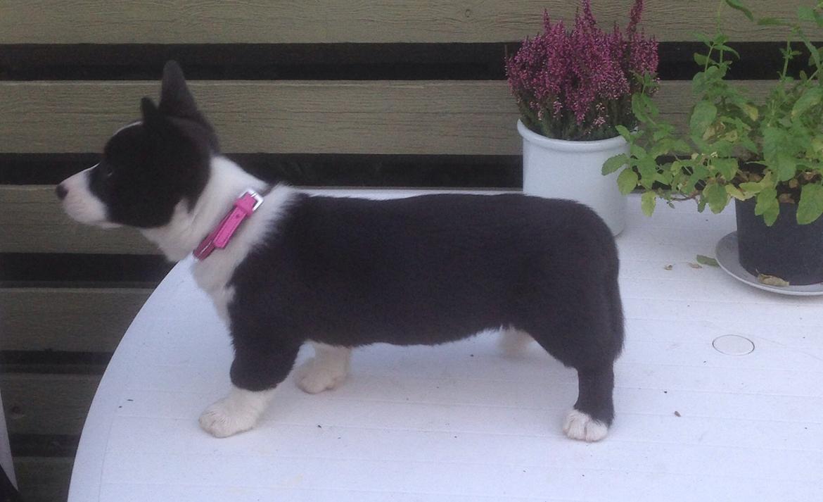 Welsh corgi cardigan Blondie's U 4 Ever  billede 6