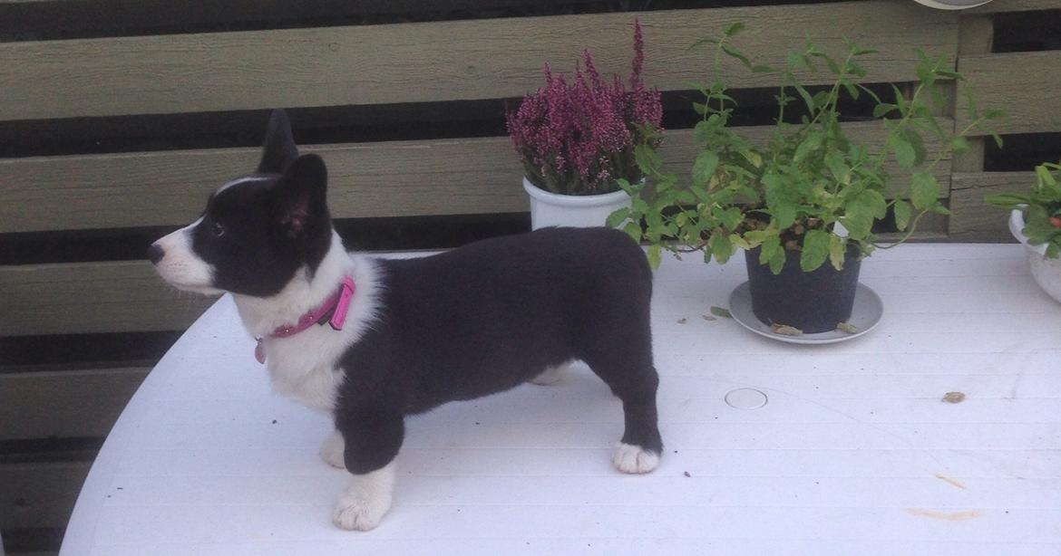 Welsh corgi cardigan Blondie's U 4 Ever  billede 8