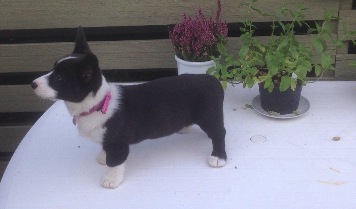 Welsh corgi cardigan Blondie's U 4 Ever  billede 7