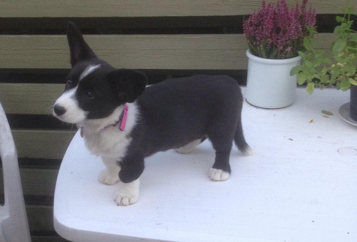 Welsh corgi cardigan Blondie's U 4 Ever  billede 10