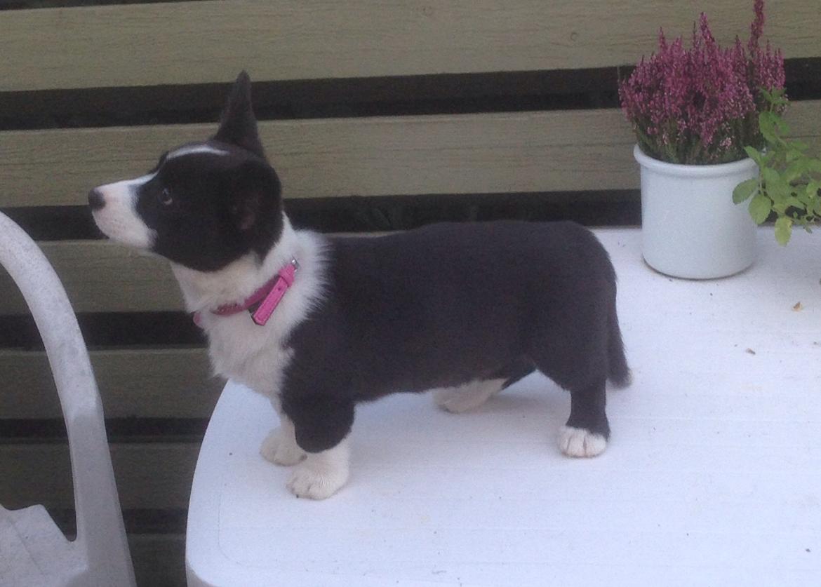 Welsh corgi cardigan Blondie's U 4 Ever  billede 9