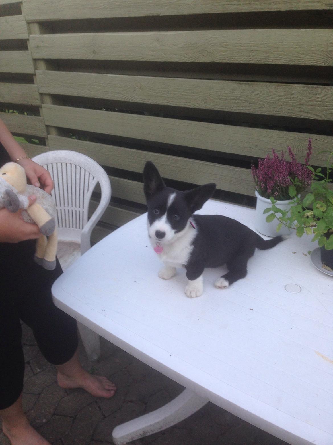 Welsh corgi cardigan Blondie's U 4 Ever  billede 12