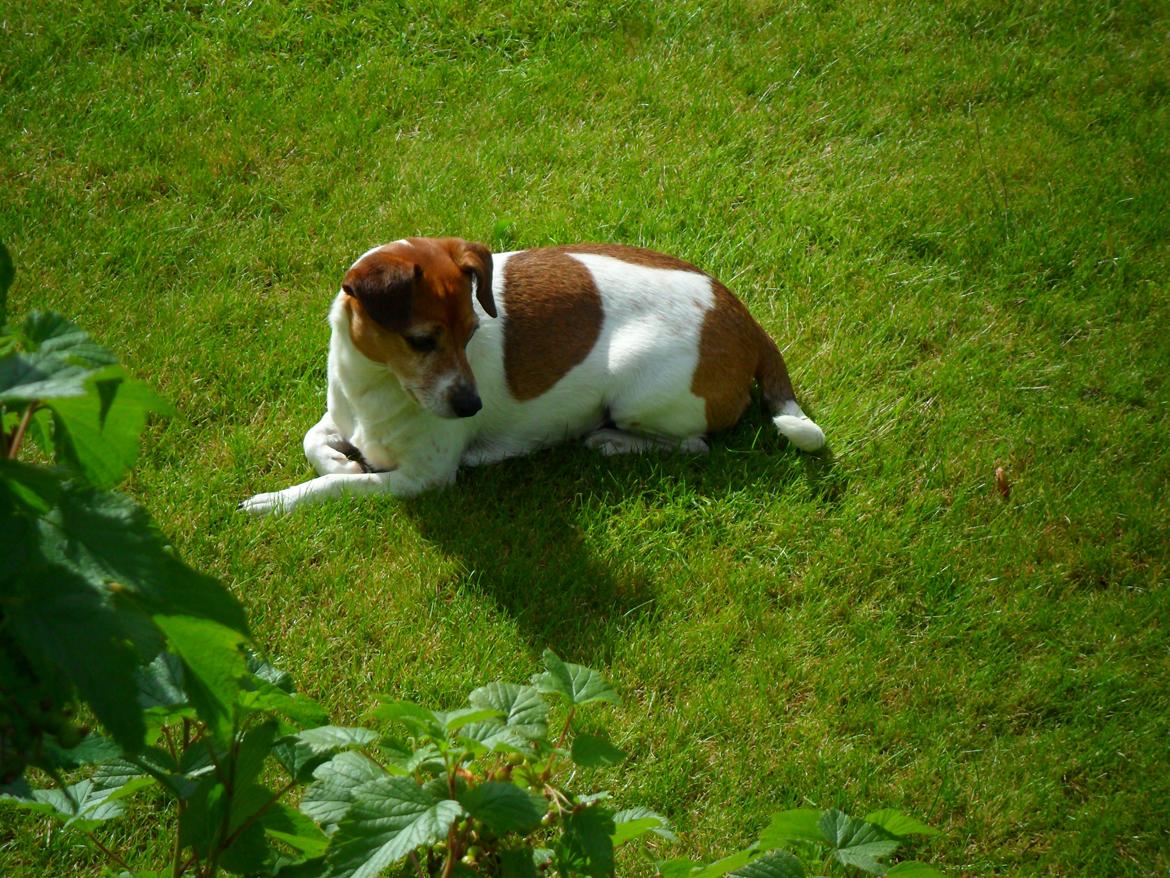 Dansk svensk gaardhund Vaks billede 7