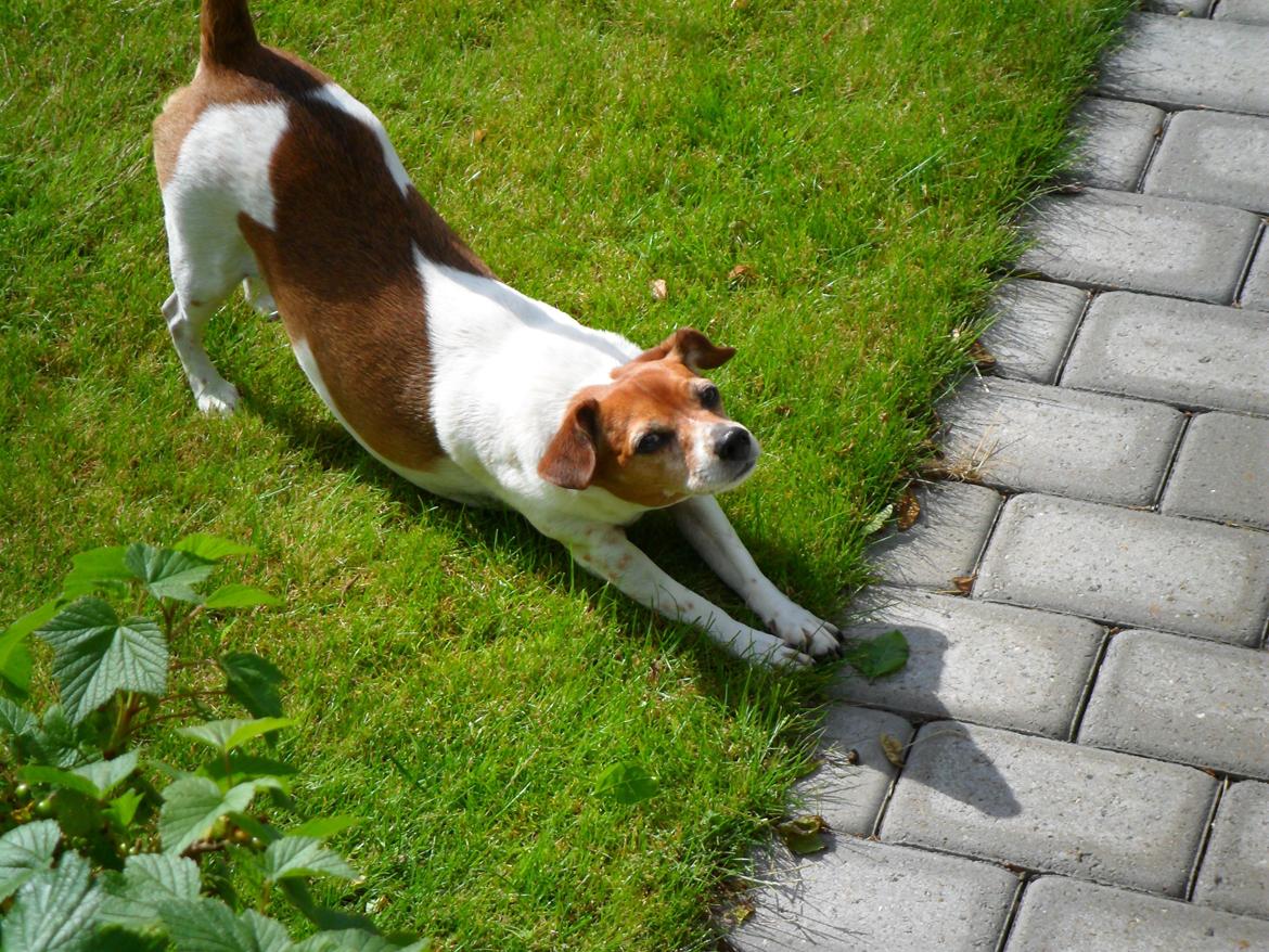 Dansk svensk gaardhund Vaks - Efter en lillle lur skal man jo strækkes :-) billede 8