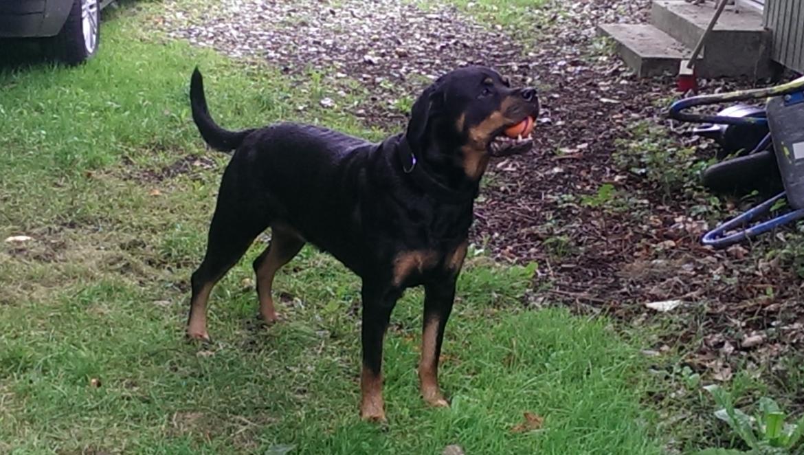 Rottweiler Von Hause Nomis Irina (Kikki) billede 18