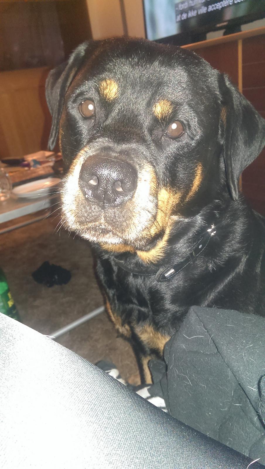 Rottweiler Von Hause Nomis Irina (Kikki) billede 19