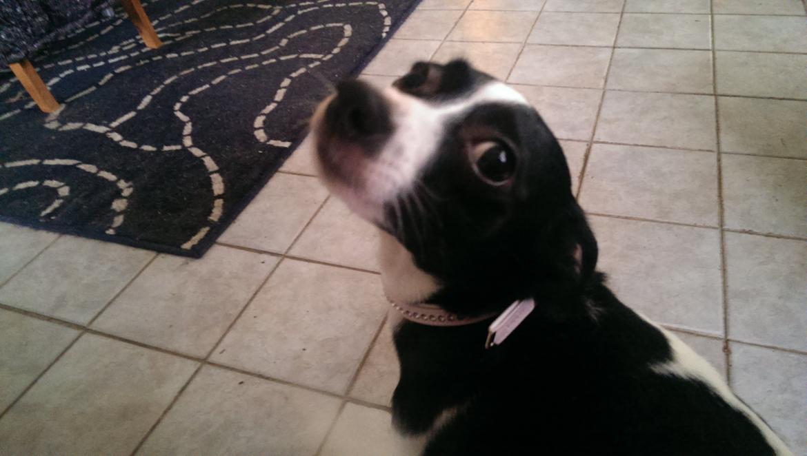 Blanding af racer Cille billede 22