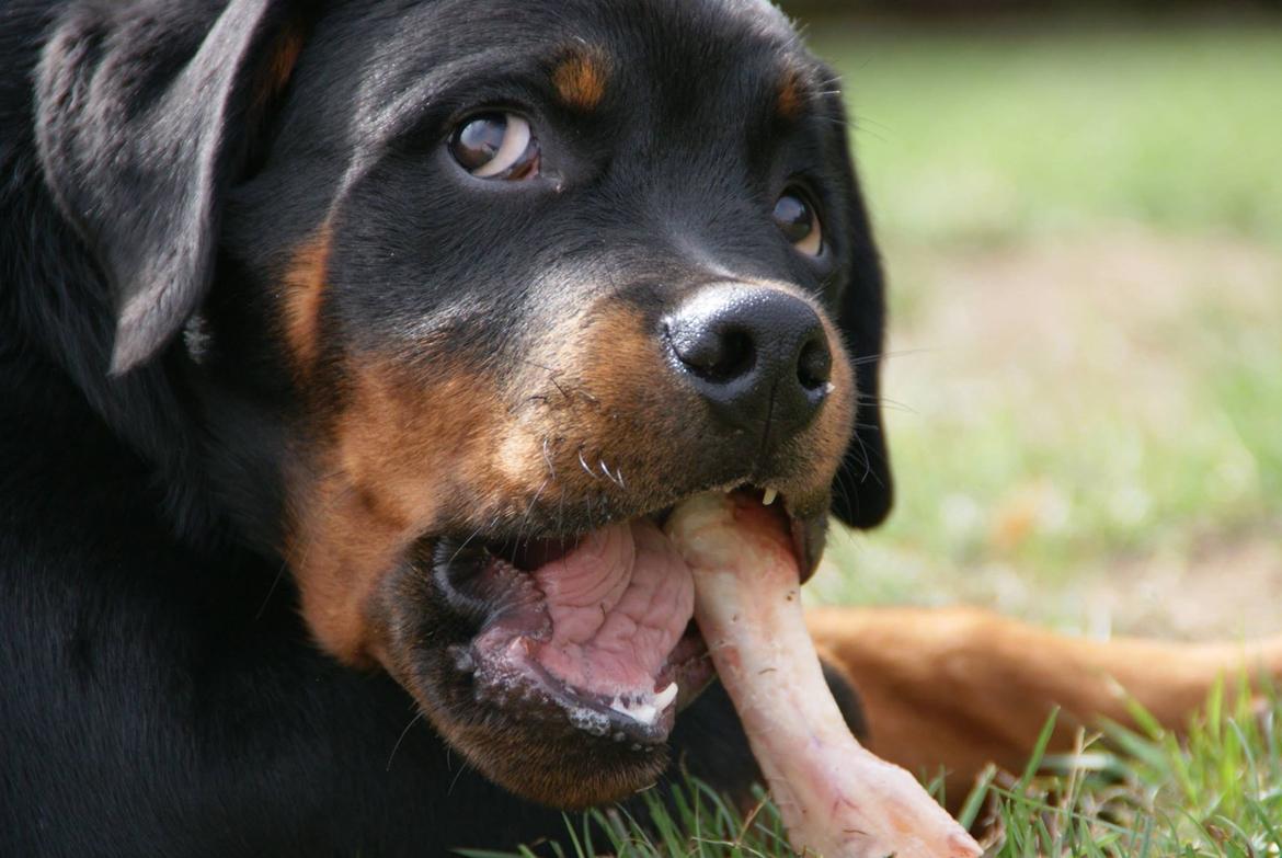 Rottweiler Cor-Canem Boss - Billedet er taget af en god veninde, der passede ham en weekend.  billede 2