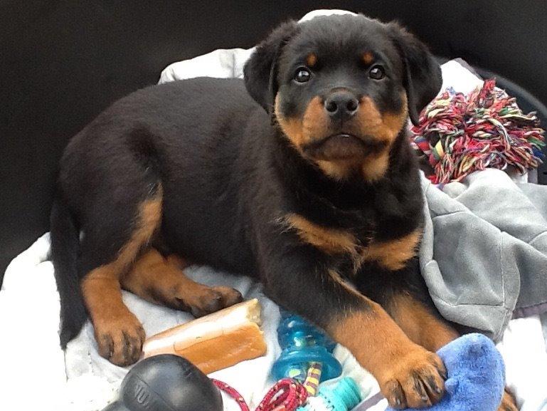 Rottweiler Cor-Canem Boss - Sådan så han ud første gang han vågnede her hos mig. En rigtig alfa-han.  billede 3