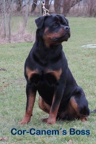 Rottweiler Cor-Canem Boss - Billedet er taget af opdrætter tilmsenere brug på deres hjemmeside. Omkring 12 måneder her billede 4