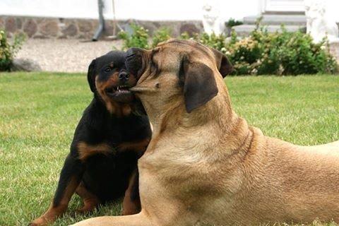 Rottweiler Cor-Canem Boss - Elskede Red Light som var en fantastisk barnepige, hun er her desværre ikke mere. Hun var min venindes hund.  billede 5