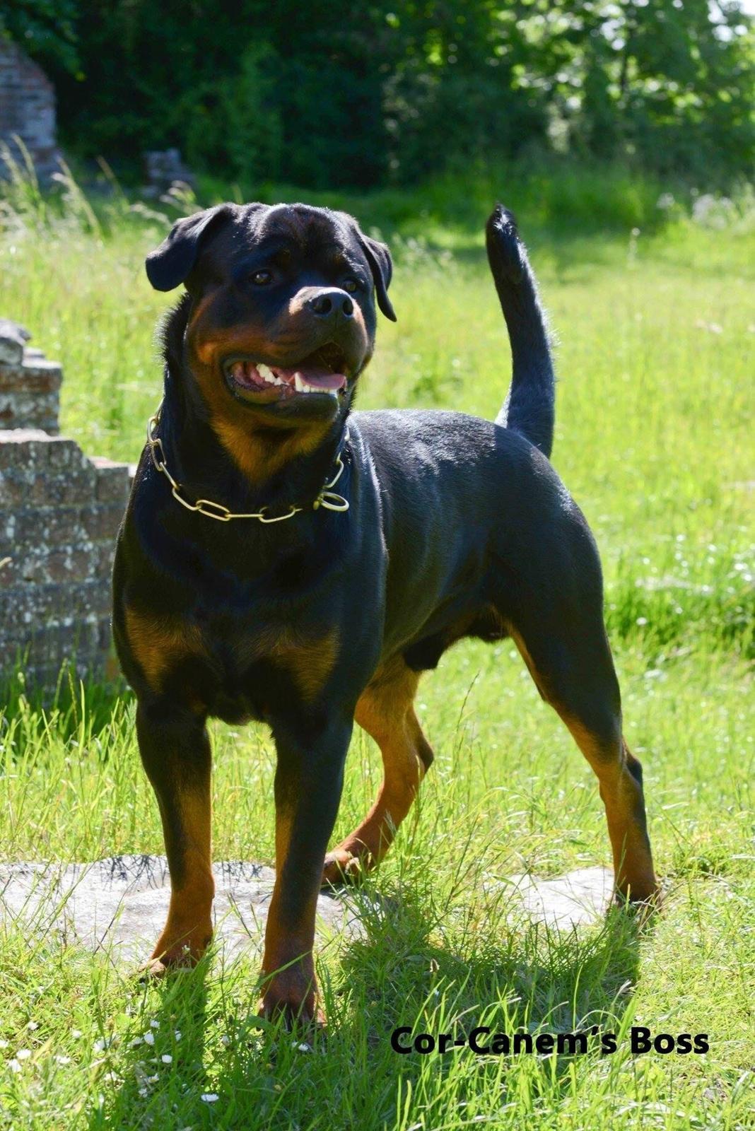 Rottweiler Cor-Canem Boss - Billeder er taget af en af mine gode venner som er fotograf, han er ca 15 måneder her billede 1
