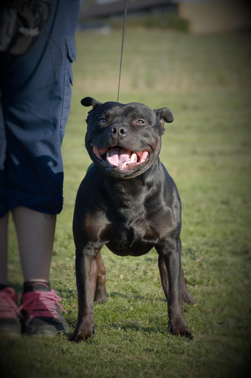 Staffordshire bull terrier Bonzai-Staff Jasper billede 4