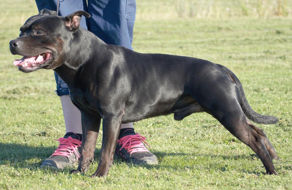 Staffordshire bull terrier Bonzai-Staff Jasper billede 5