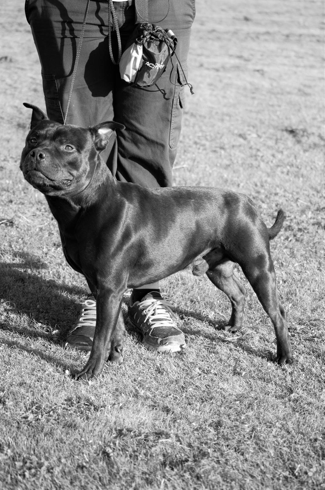 Staffordshire bull terrier Bonzai-Staff Jasper billede 2