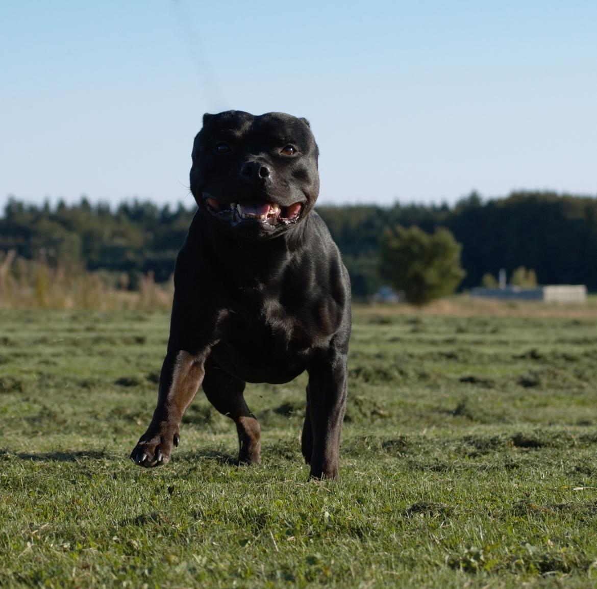 Staffordshire bull terrier Bonzai-Staff Jasper billede 3