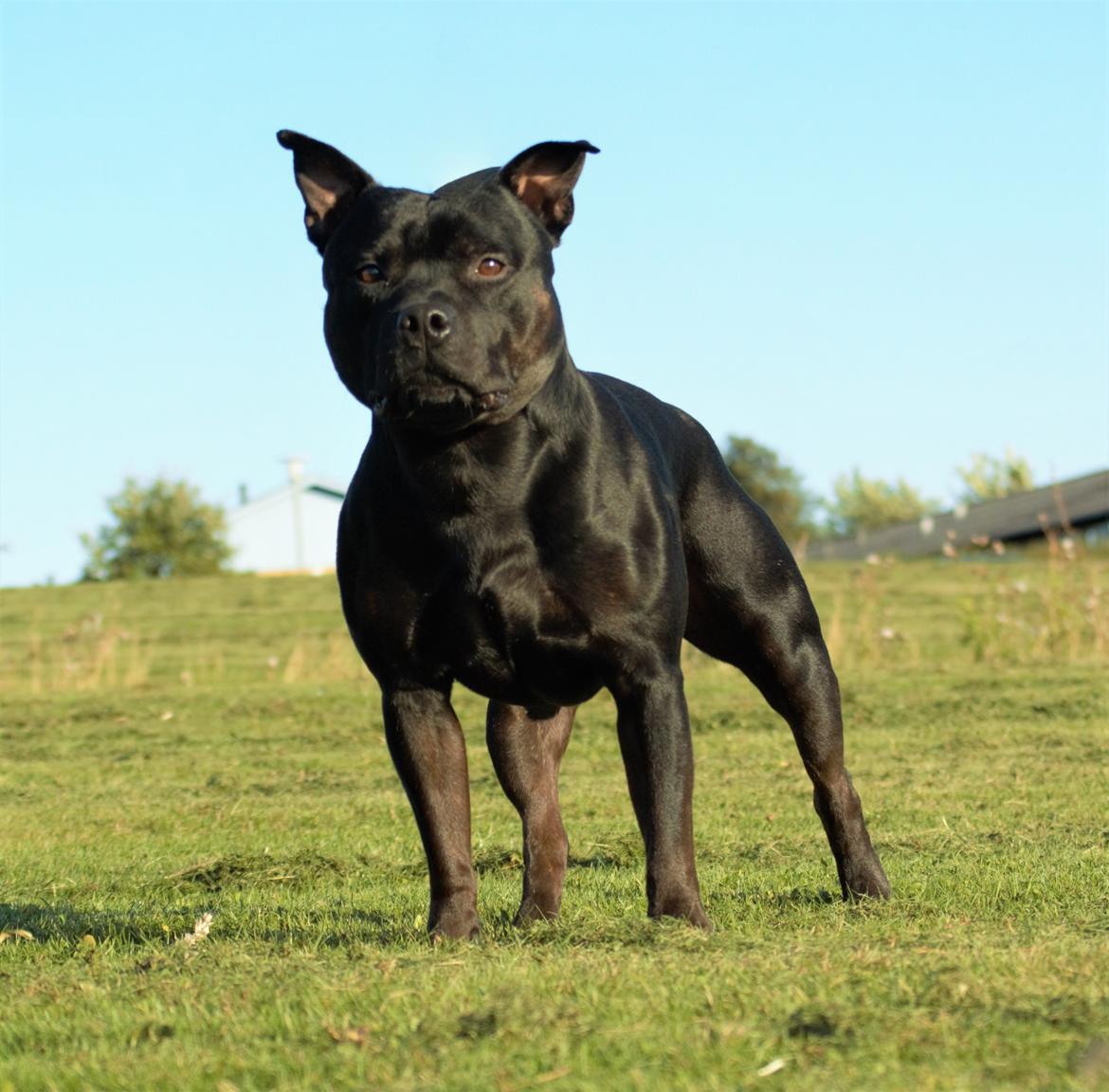 Staffordshire bull terrier Bonzai-Staff Jasper billede 1