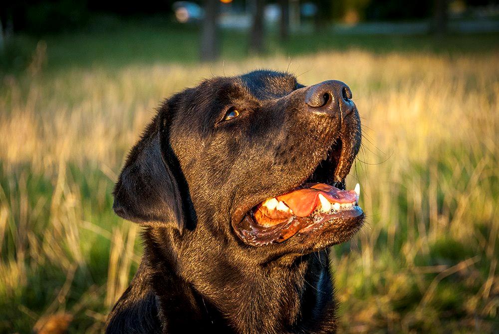 Labrador retriever Viktor (Himmelhund) - Billedet er taget 9/8-15 - dagen efter Viktors 3 års fødselsdag billede 1