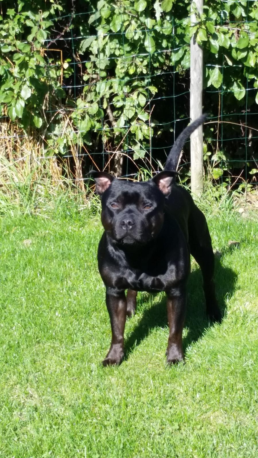 Staffordshire bull terrier Bonzai-Staff Jasper billede 6