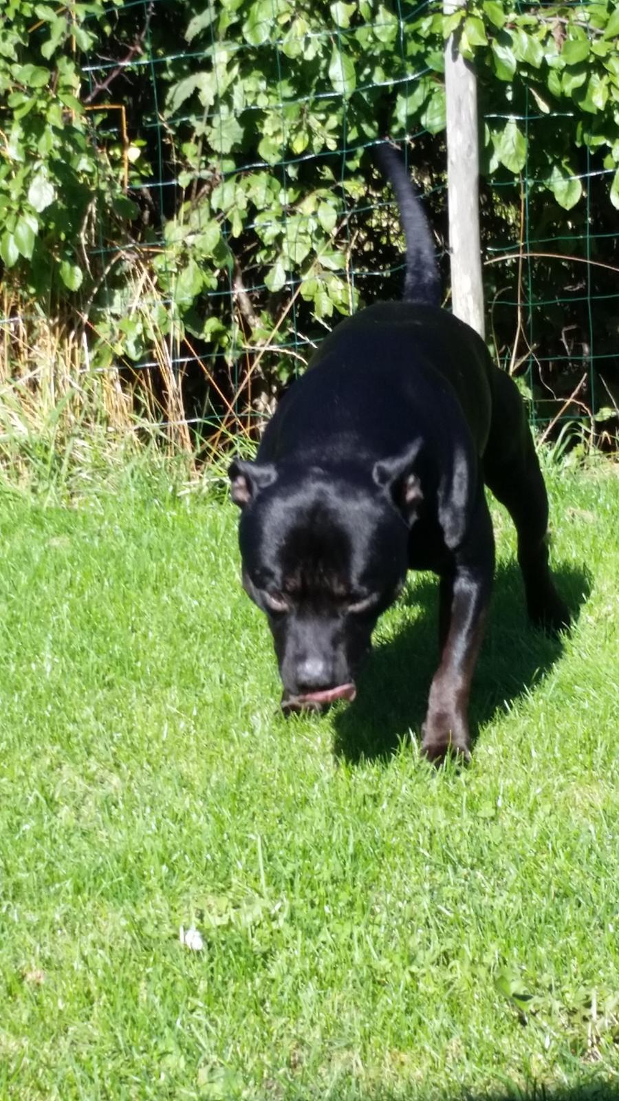 Staffordshire bull terrier Bonzai-Staff Jasper billede 10