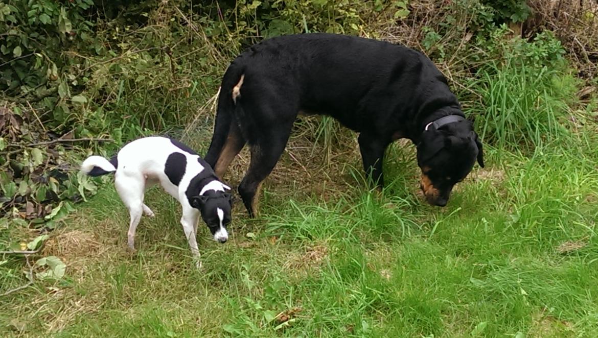 Rottweiler Von Hause Nomis Irina (Kikki) billede 21