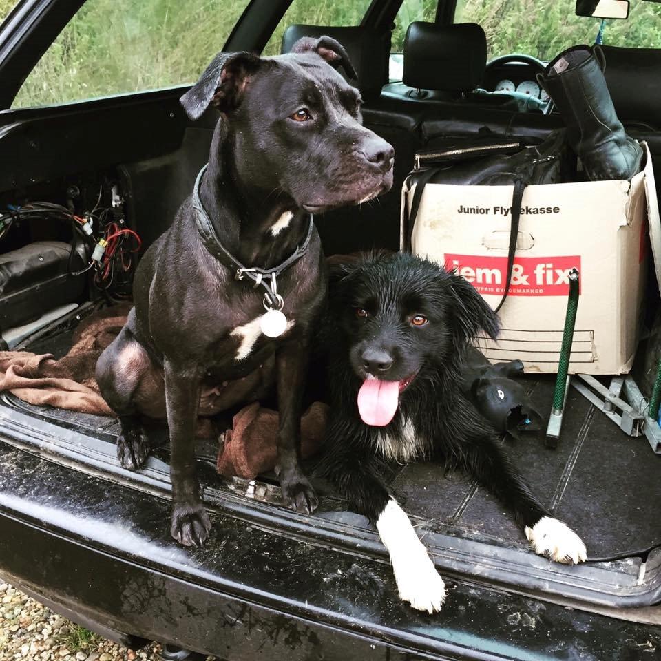 Blanding af racer Shaggie (himmelhund<3) billede 3