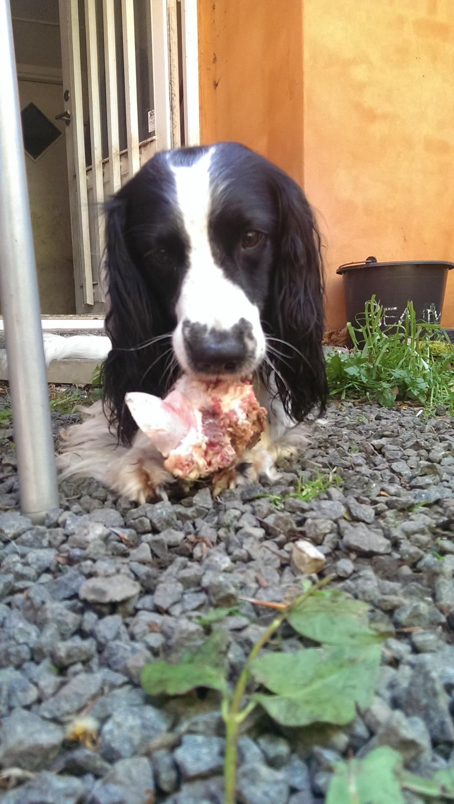 Field Trial Springer Spaniel rex billede 2