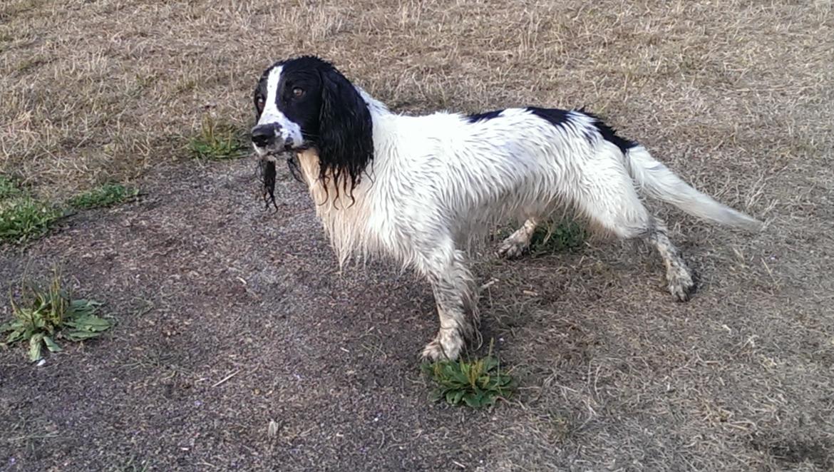 Field Trial Springer Spaniel rex billede 4
