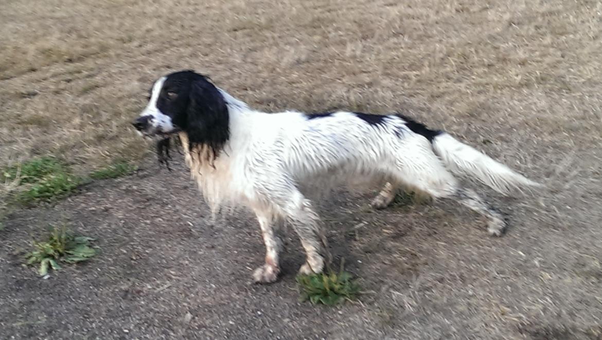 Field Trial Springer Spaniel rex billede 5