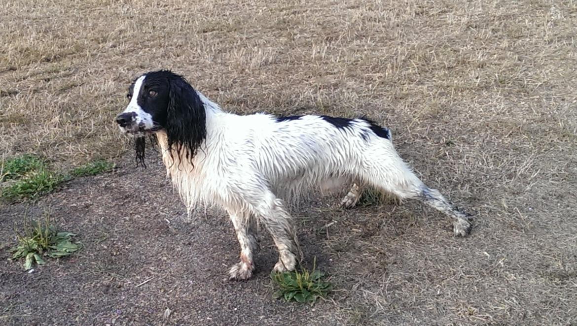 Field Trial Springer Spaniel rex billede 6
