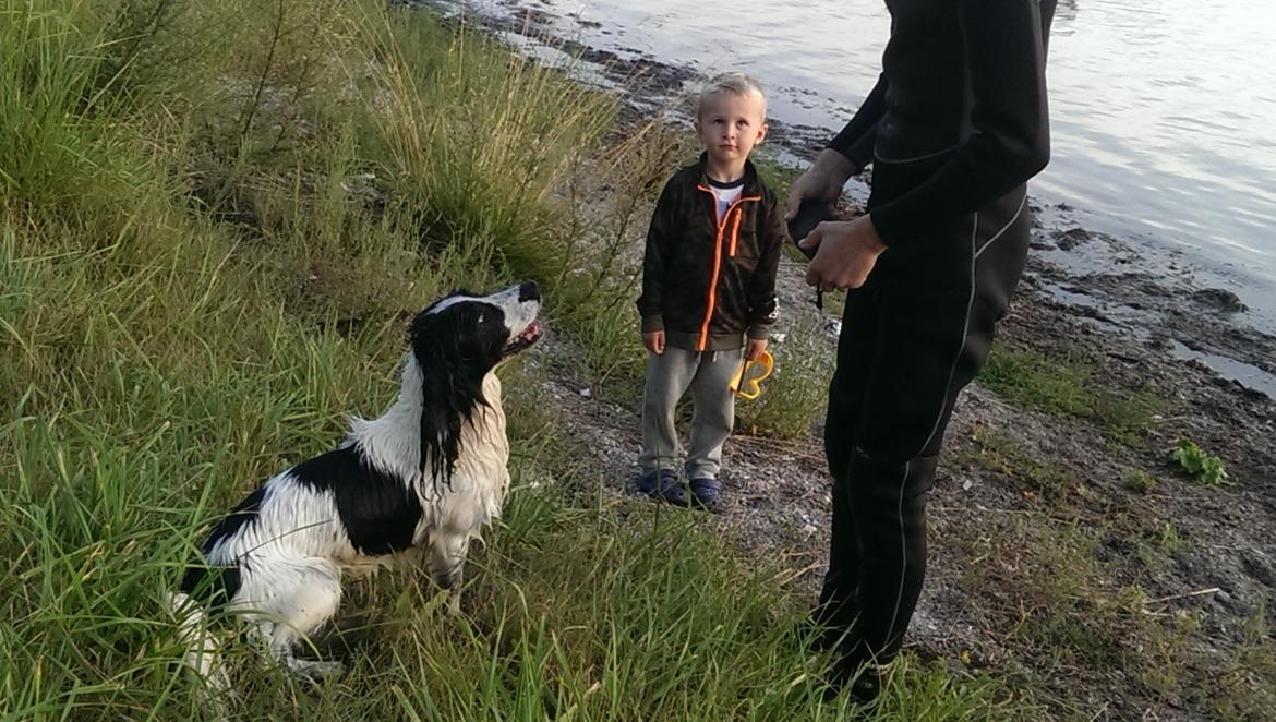 Field Trial Springer Spaniel rex billede 7