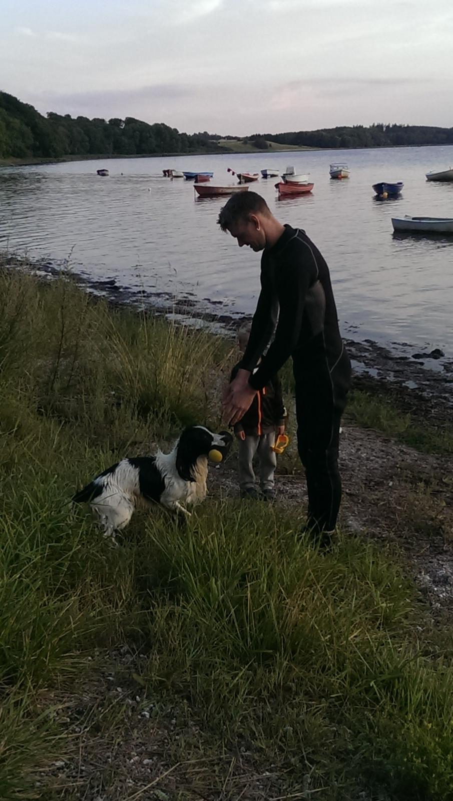 Field Trial Springer Spaniel rex billede 8