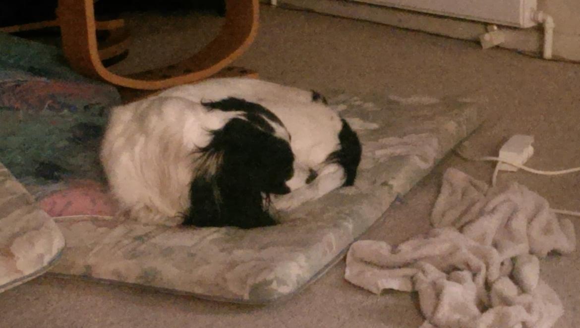 Field Trial Springer Spaniel rex billede 9