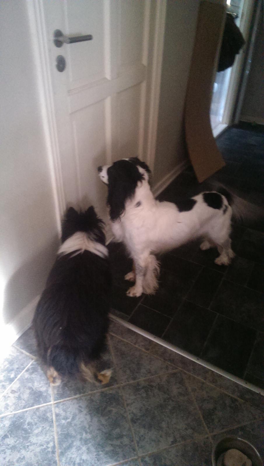 Field Trial Springer Spaniel rex billede 10