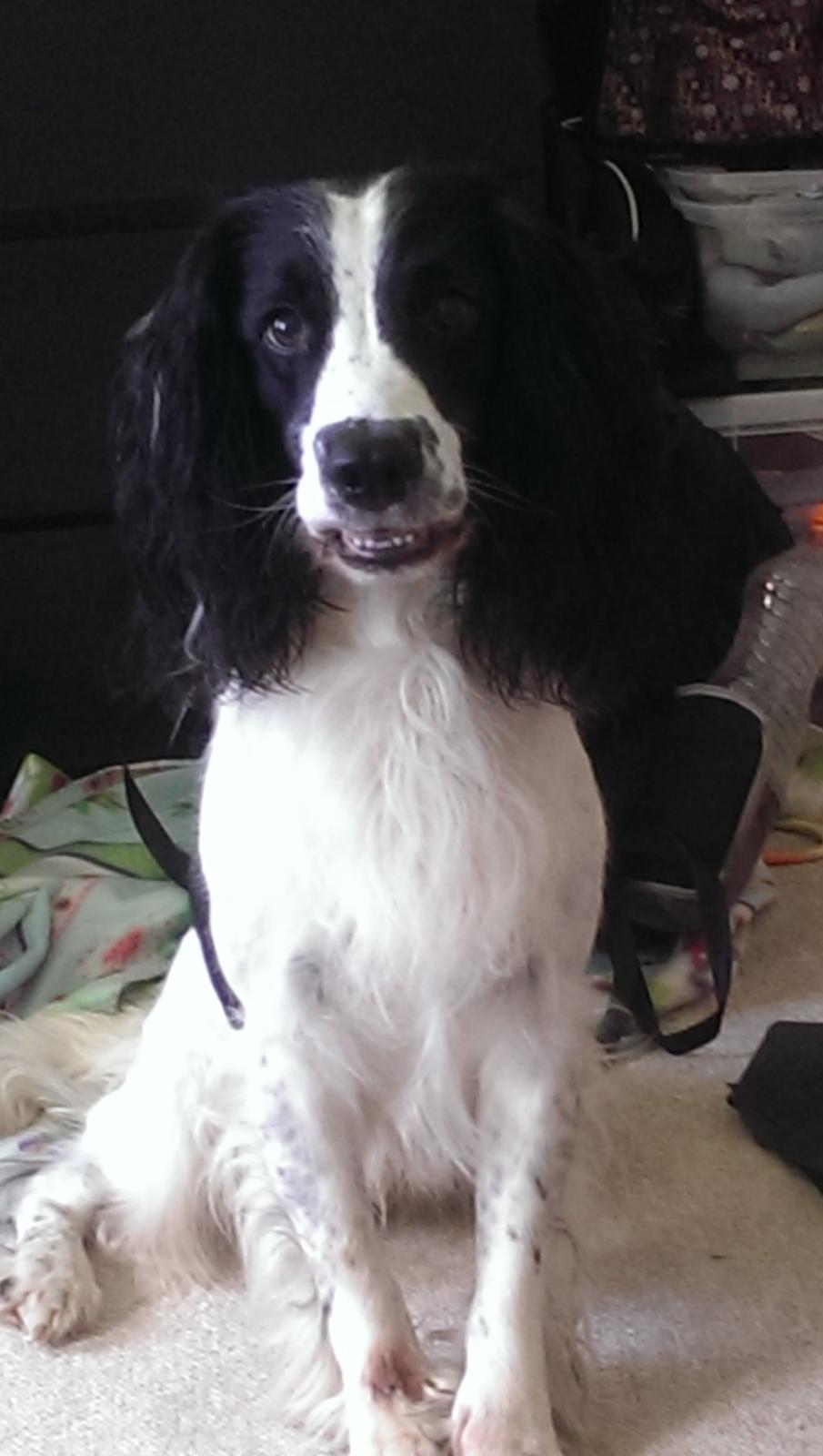 Field Trial Springer Spaniel rex billede 11