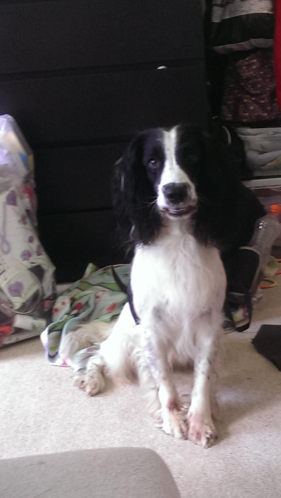 Field Trial Springer Spaniel rex billede 12