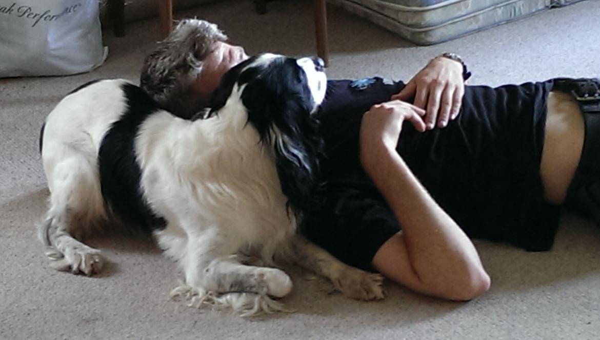 Field Trial Springer Spaniel rex billede 13