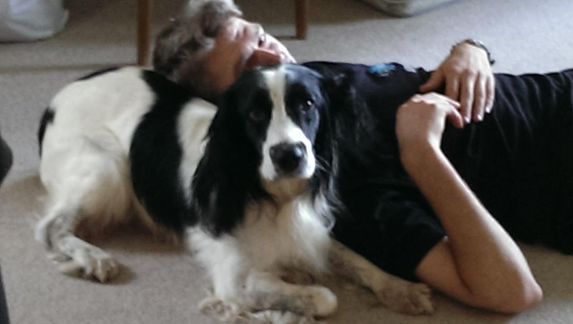 Field Trial Springer Spaniel rex billede 14