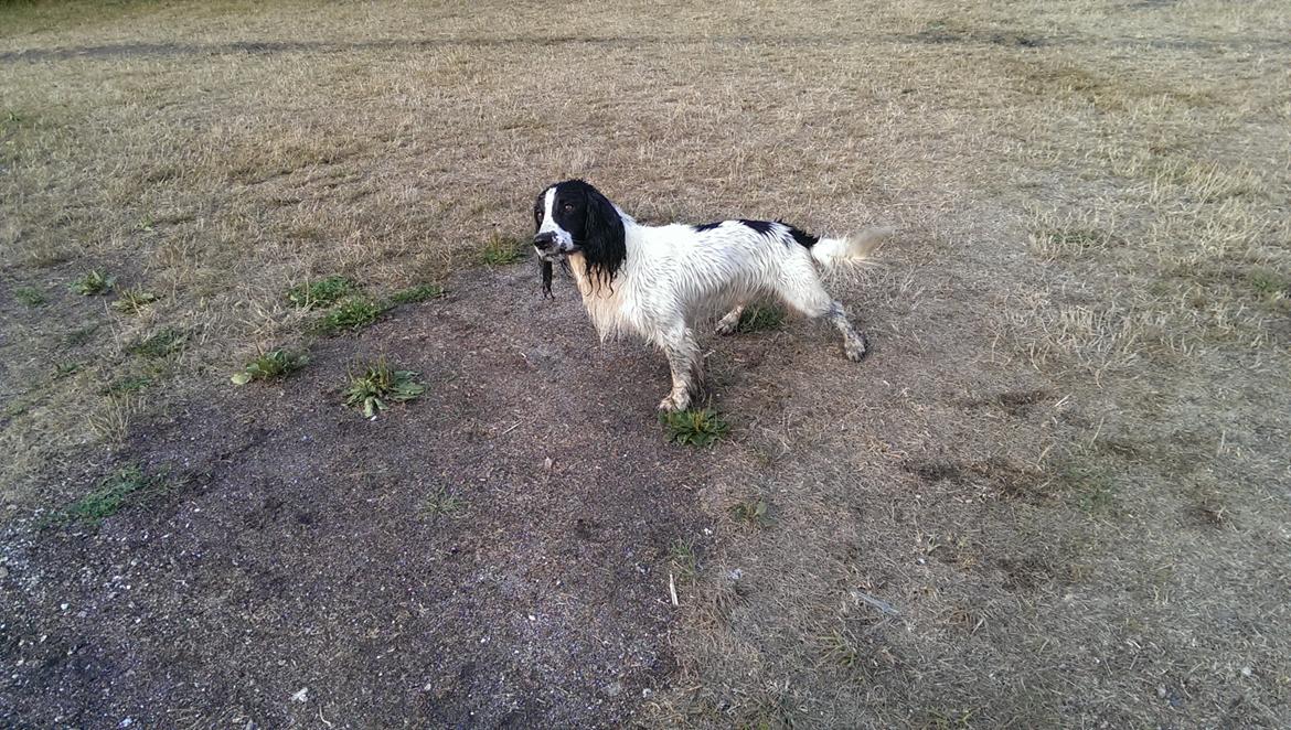 Field Trial Springer Spaniel rex billede 3