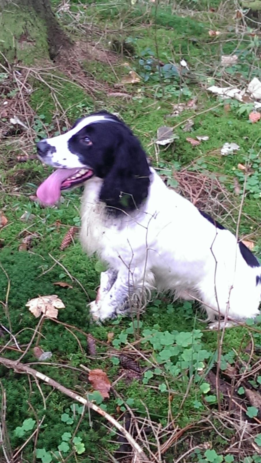 Field Trial Springer Spaniel rex billede 15