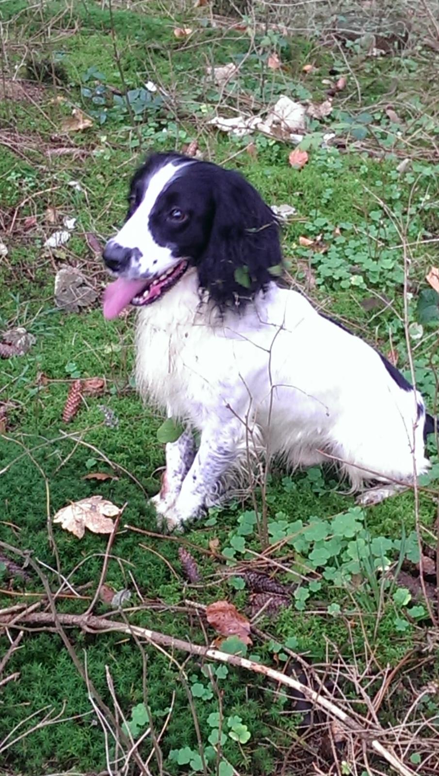 Field Trial Springer Spaniel rex billede 16