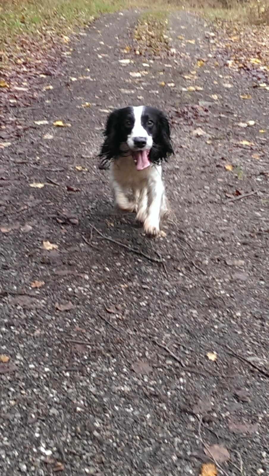 Field Trial Springer Spaniel rex billede 17