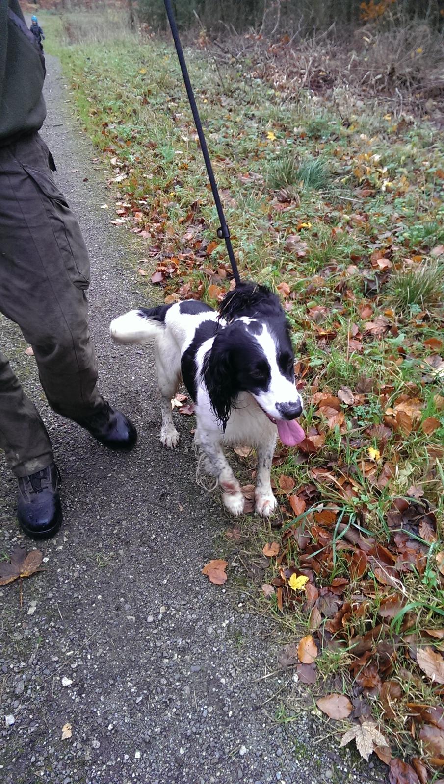 Field Trial Springer Spaniel rex billede 18