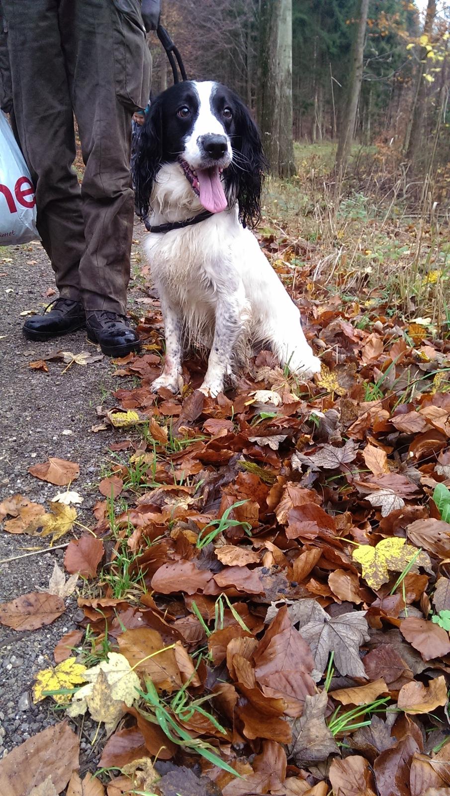 Field Trial Springer Spaniel rex billede 19