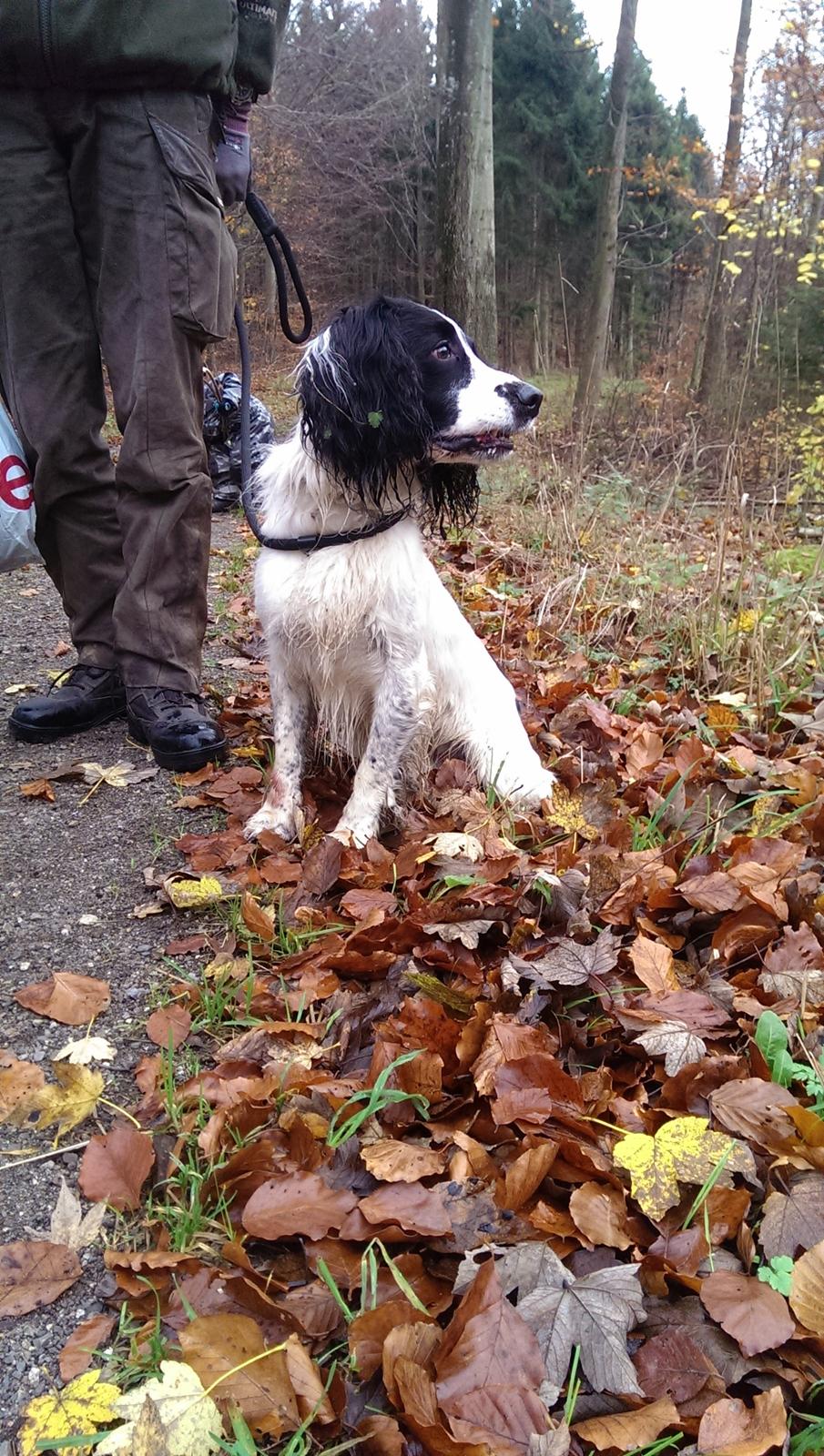Field Trial Springer Spaniel rex billede 20
